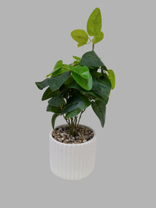 Artificial Plant in Ceramic Pot نبات اصطناعي في وعاء سيراميك باللون الأبيض